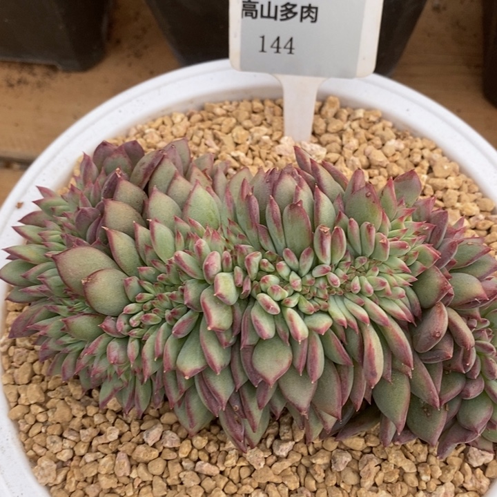 D144- 直播福利 红拉糖缀