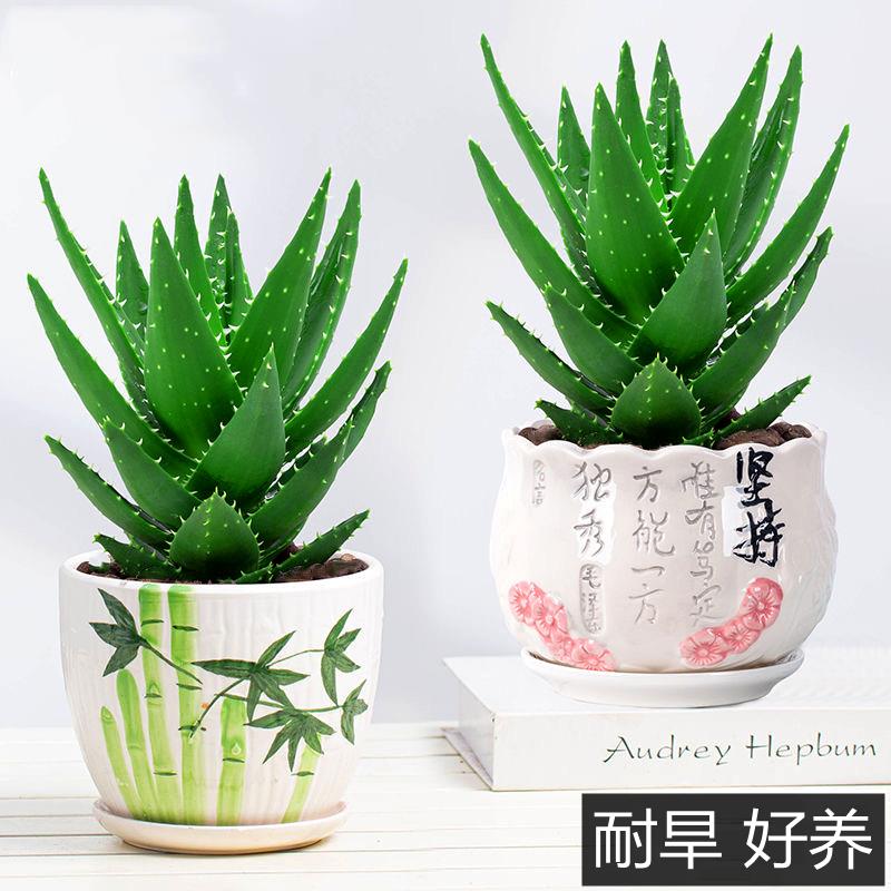 不夜城芦荟盆栽花卉阳台桌面四季防辐射吸甲醛绿植花卉绿植盆栽