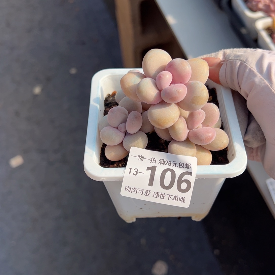 桃蛋多肉多肉多肉多肉多肉多肉多肉