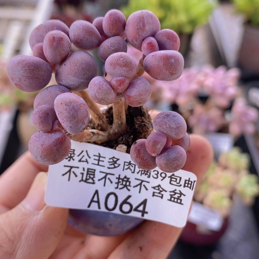 腰子桃蛋5cm1064多肉植物