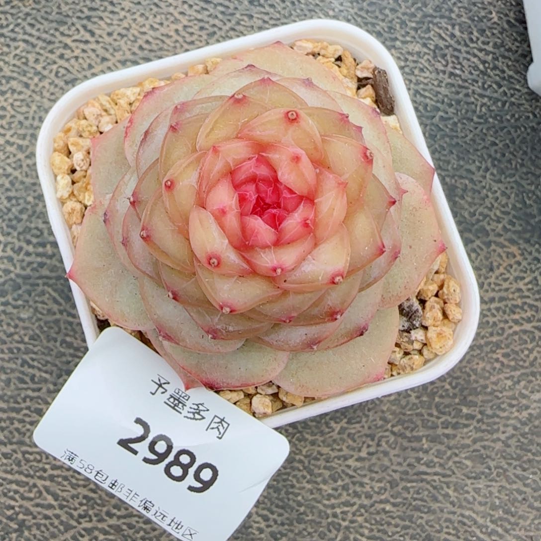 萤火虫，2989多肉植物