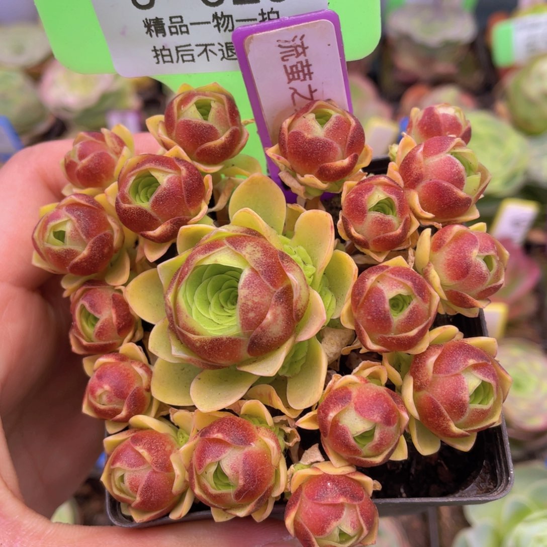 流萤之舞多肉J029一物一拍