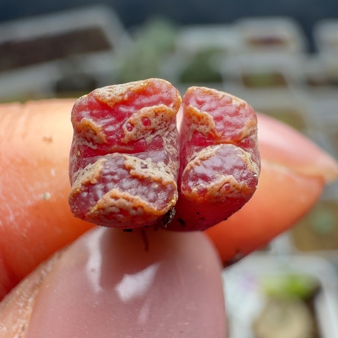 2297一颗双头蝴蝶一颗