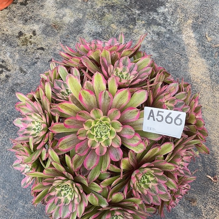 糖果粉黛多肉植物566