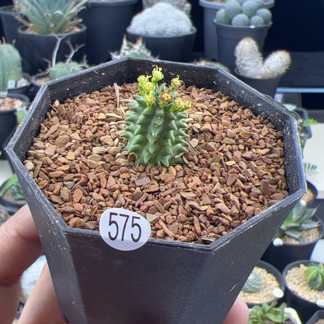 小海胆大戟1.7一物一拍