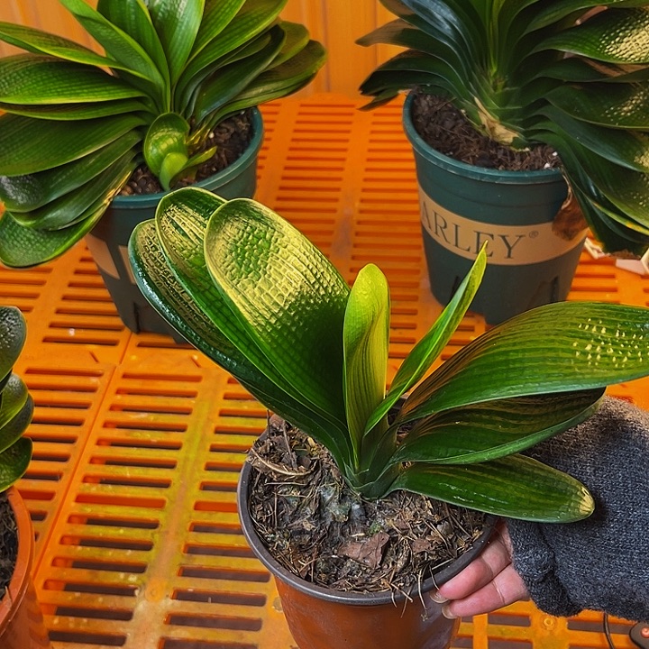 完全开放油麻短叶