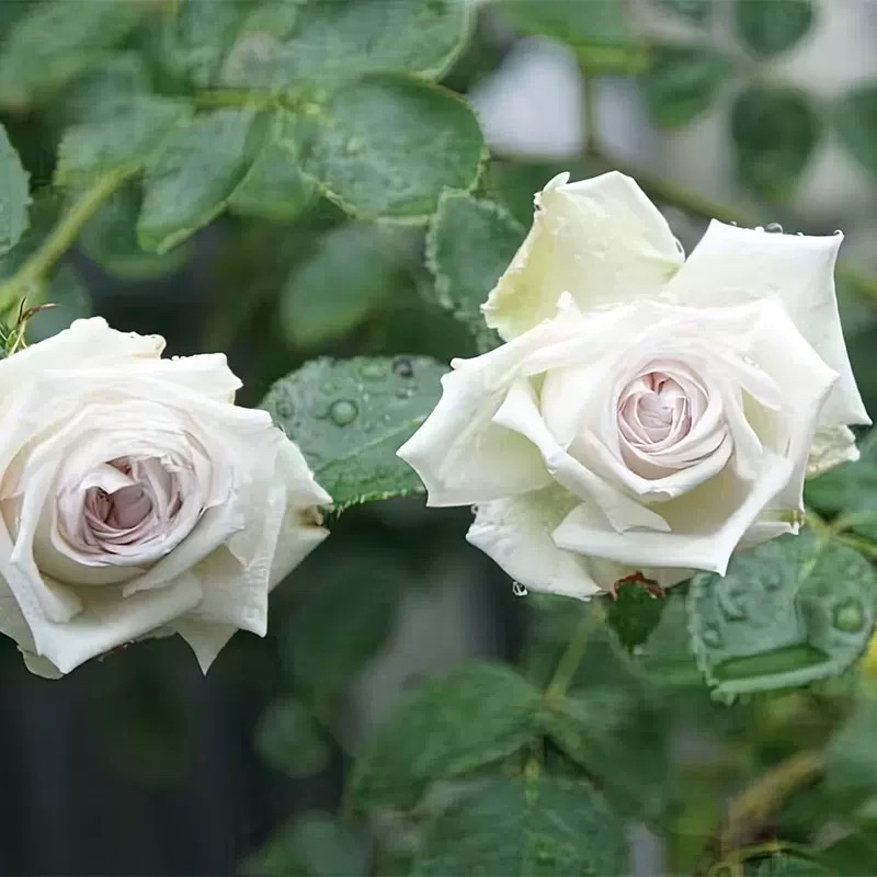 忍冬月季 岩下敦也 藤本大花 浓香 淡紫色/白色 别名温特女士月季