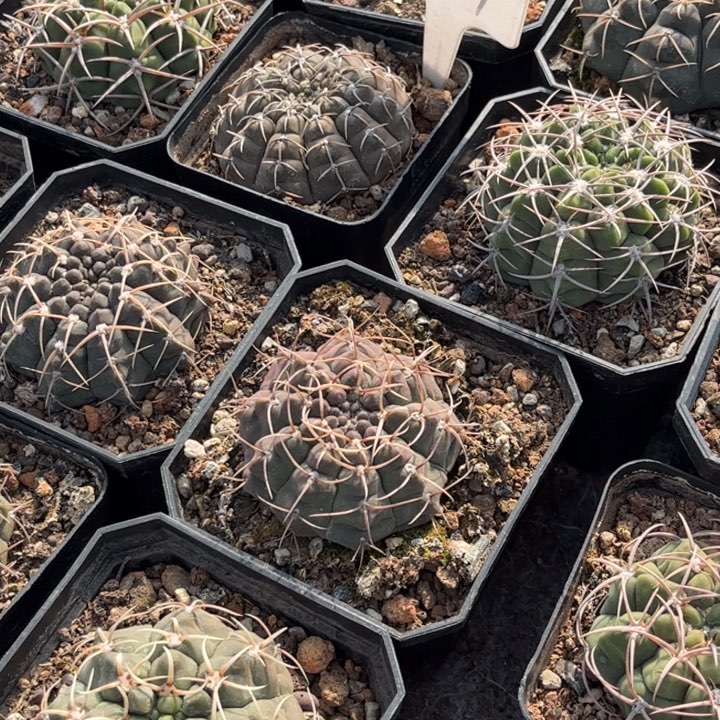 二个实生祼颚杂好养