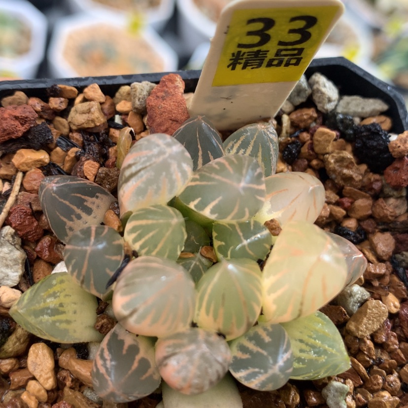 【闪购商品】33号霓虹灯