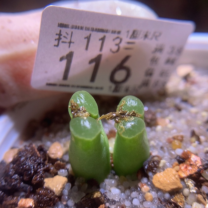 精品生石花113.116奶瓶