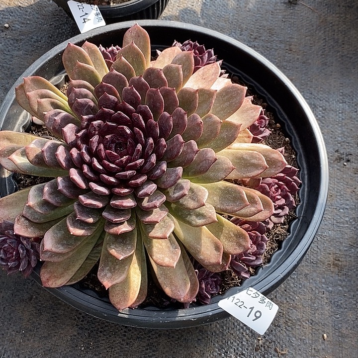 小七夕多肉水晶玫瑰19