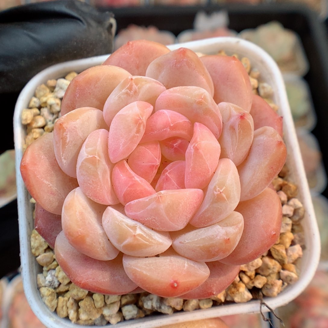 多肉植物。 糖心13