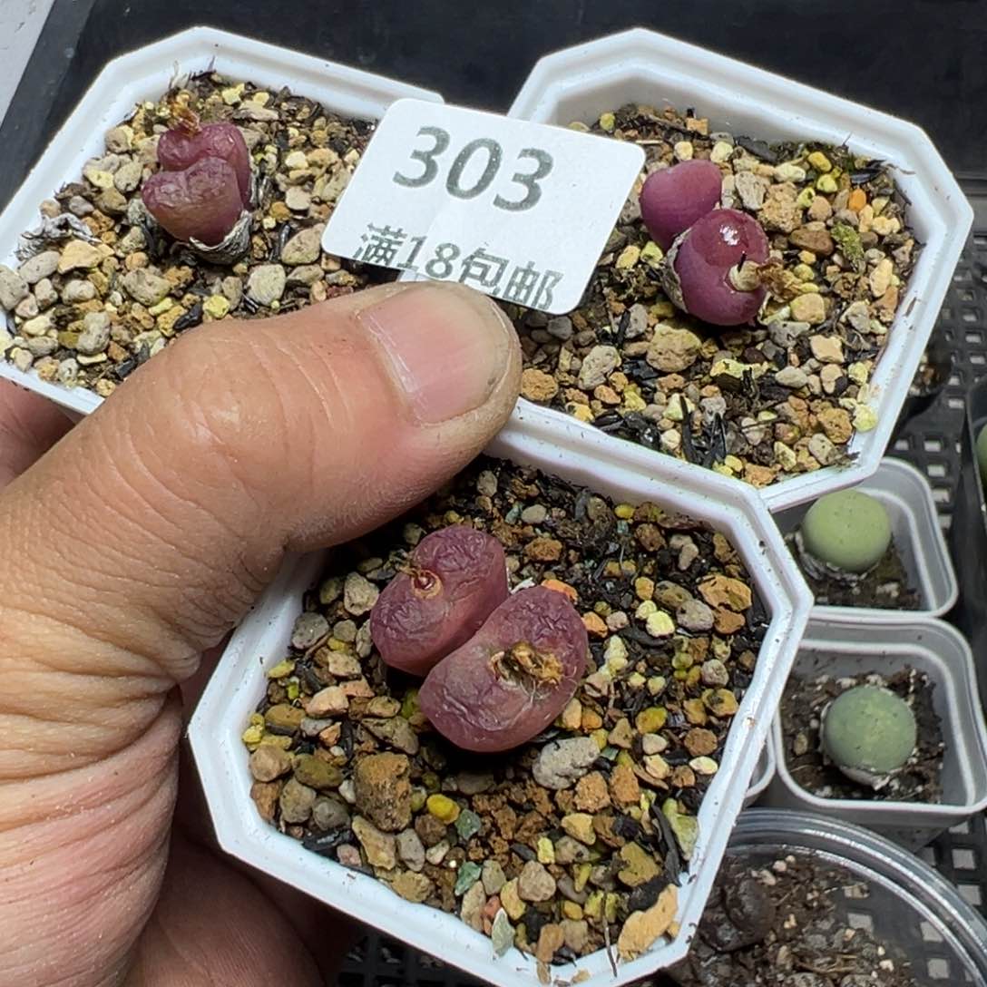 【闪购商品】百****蓝 303。     