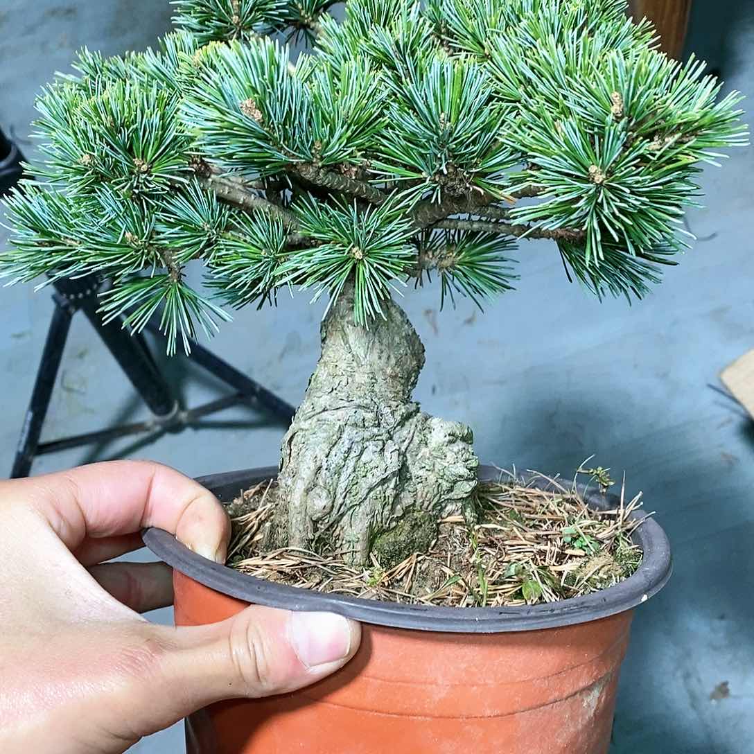 【闪购商品】无花朵