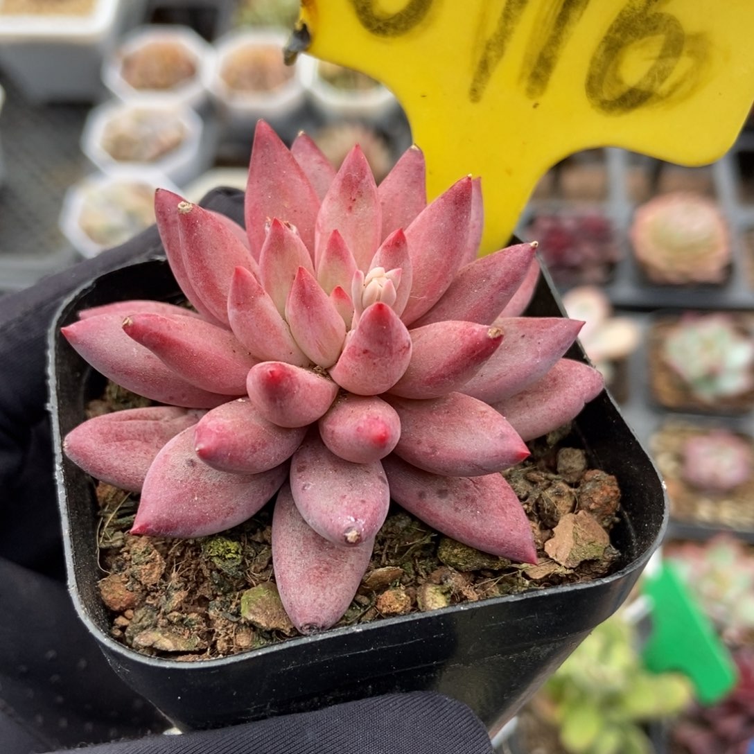 6116金鱼姬多肉植物