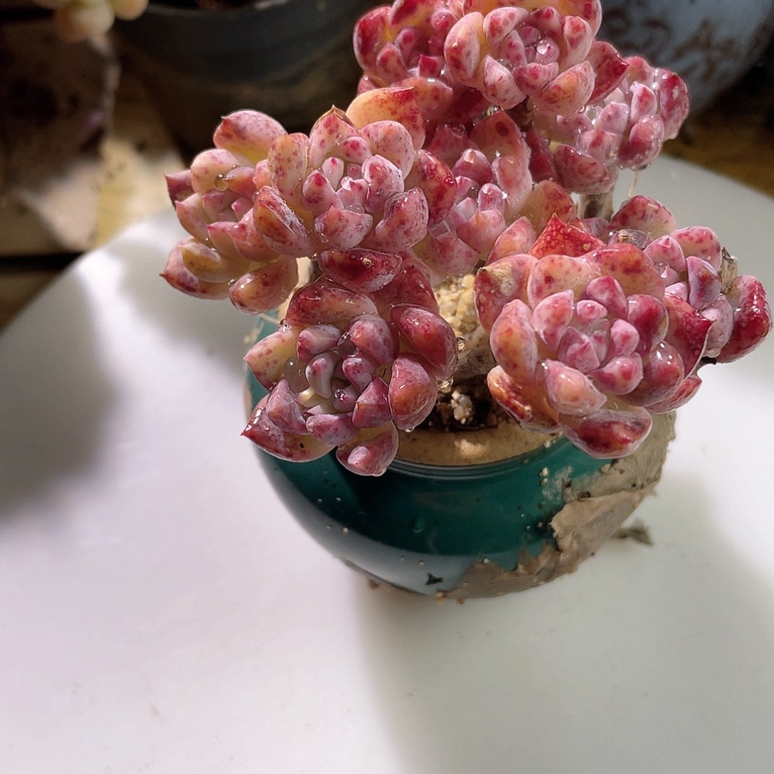 0601  霜花 六月六