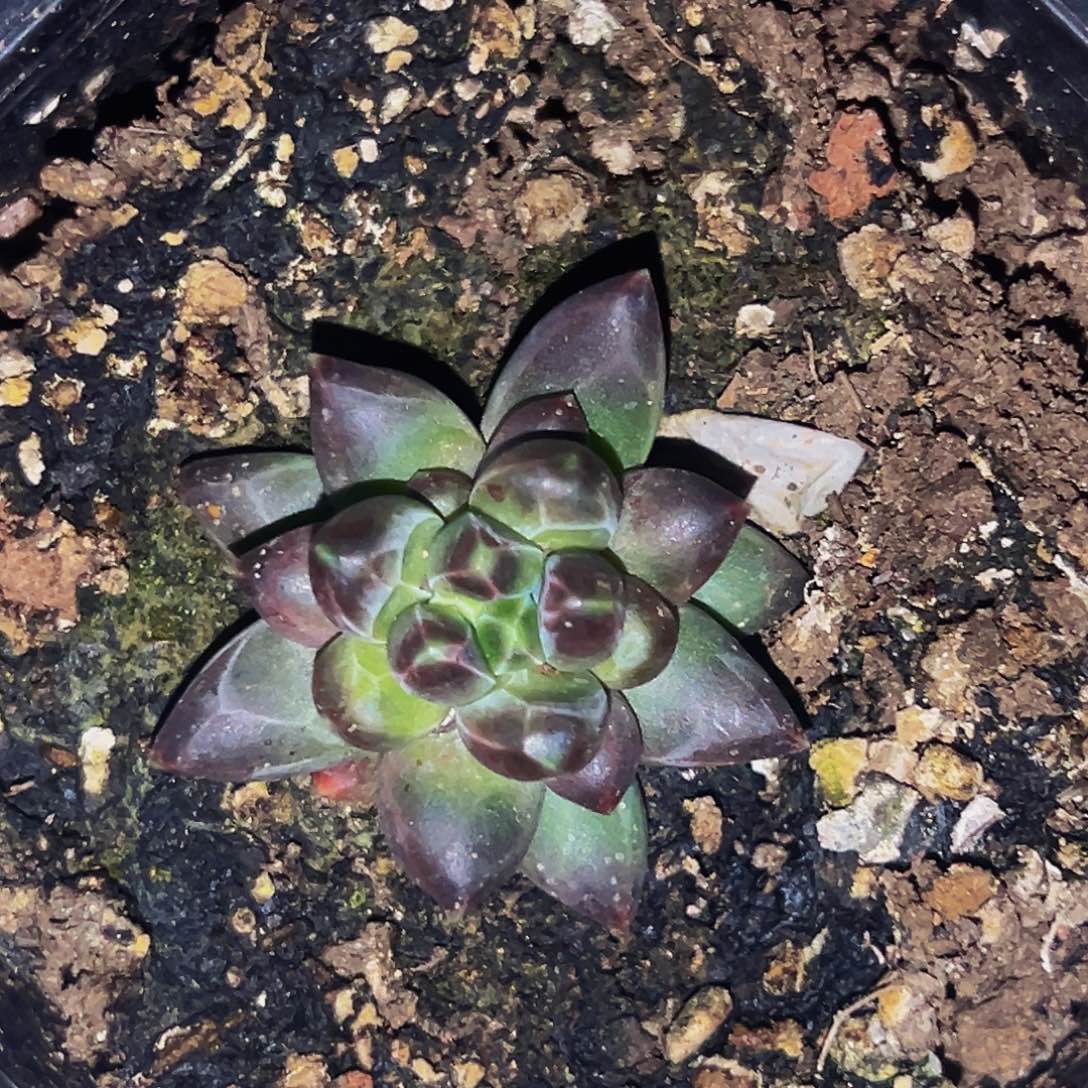 桔云多肉美人精品系列