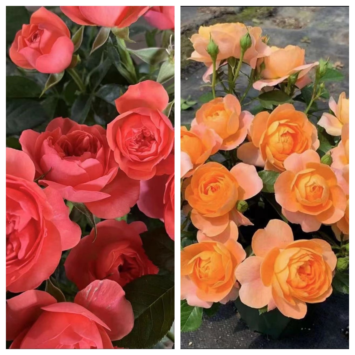 艾莎花园【果汁阳台+彩虹阳台】四季开花室内室外阳台庭院耐热耐寒