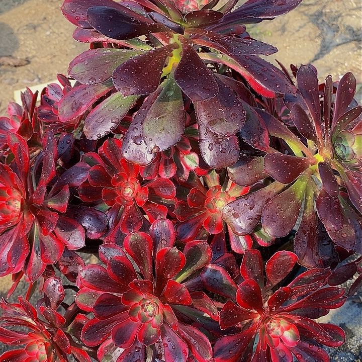 莉*多肉丽娜683多肉