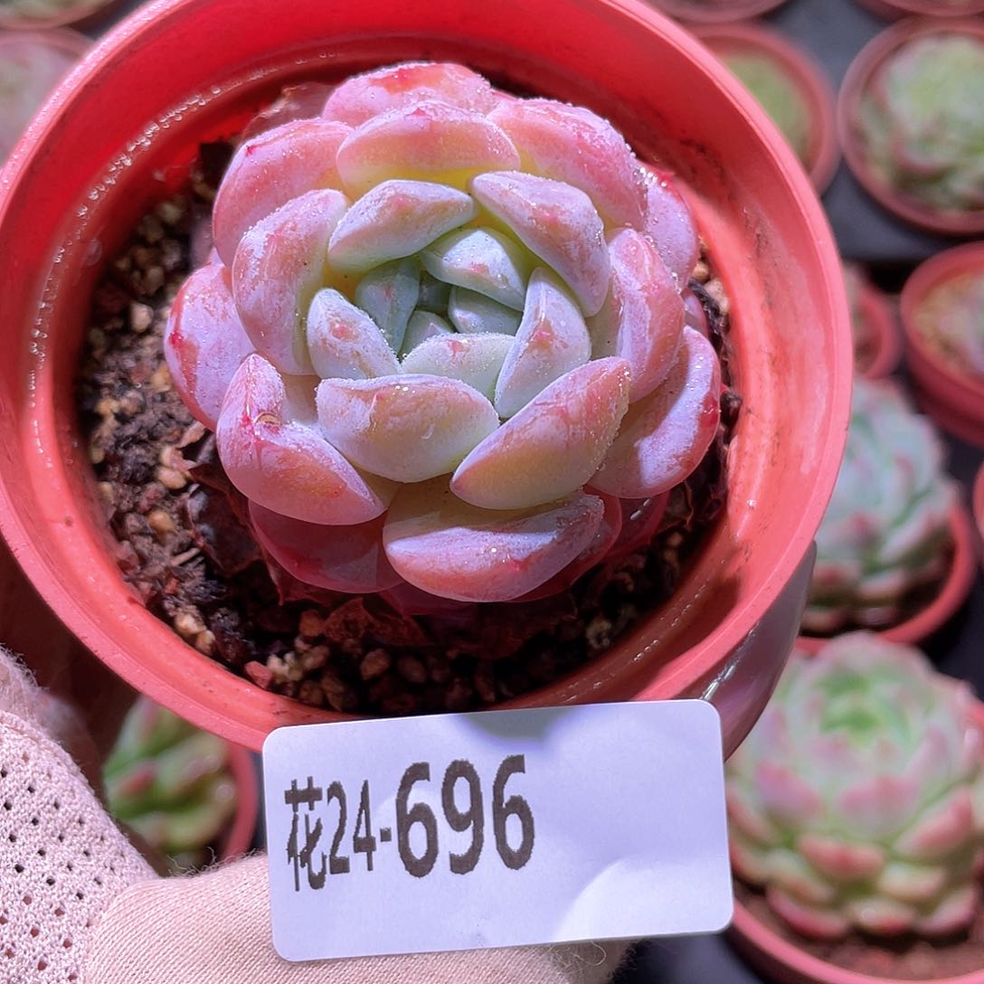 花利美24-696新品
