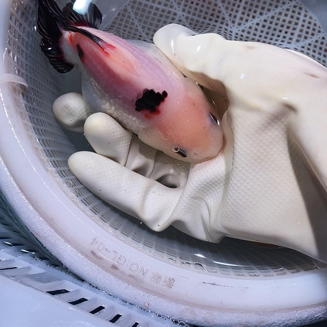 媛***秀海水鱼1条玛丽玛丽玛丽