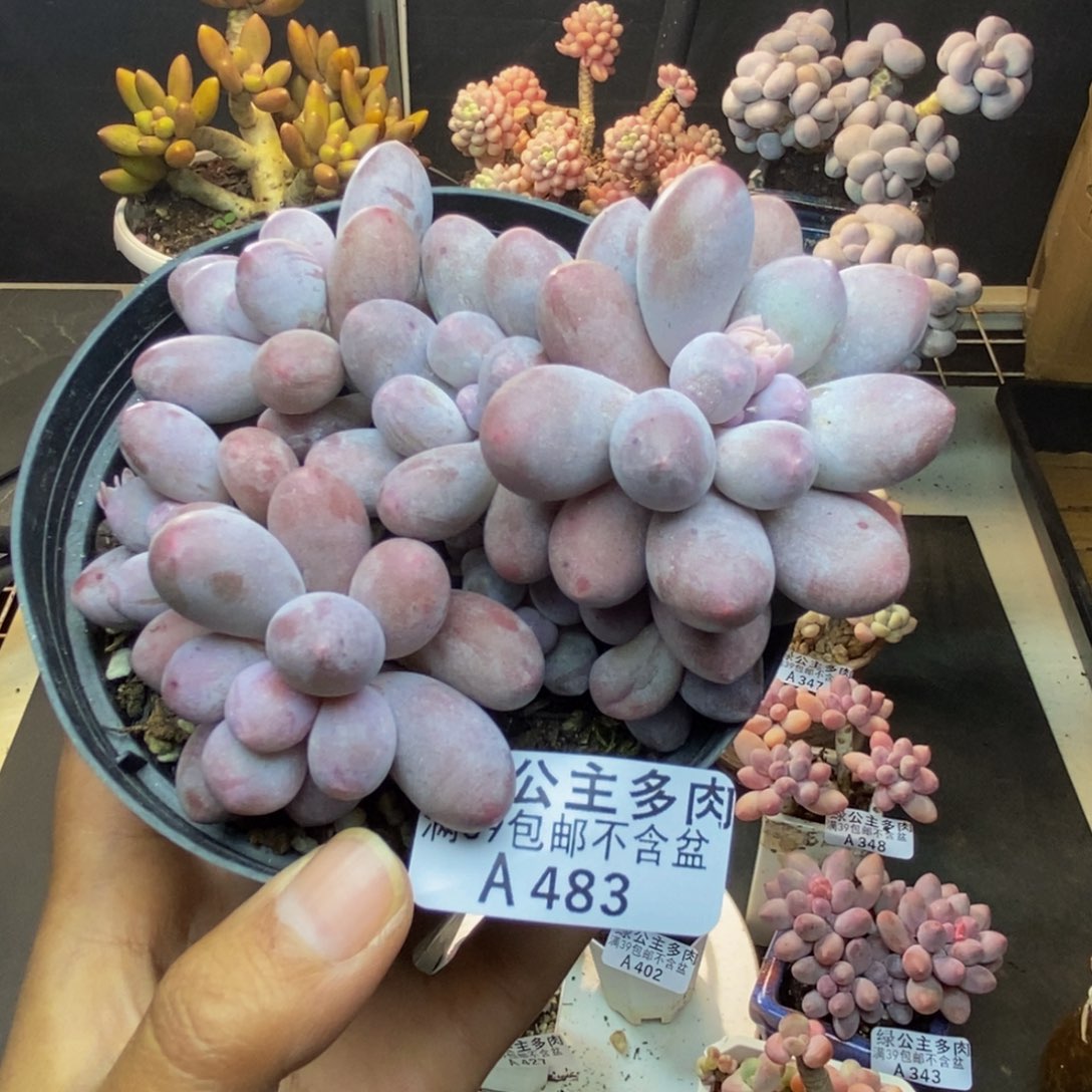 483丸叶汤圆多肉8c m