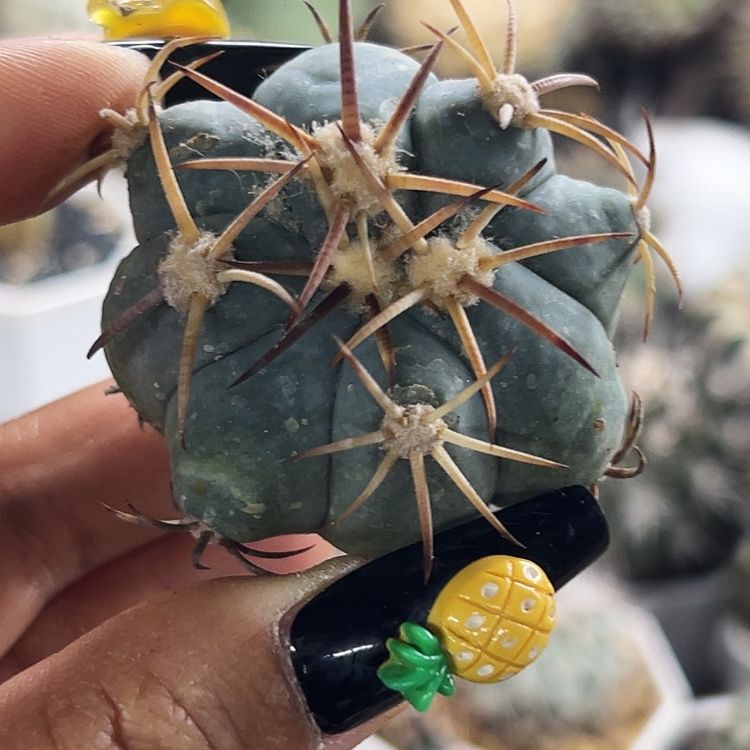 平丸瑕疵仙人球66666666