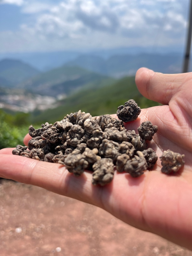 云南哀牢山景星镇猫爪草（来自原始森林）