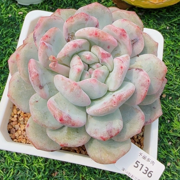 星影石化，5136多肉