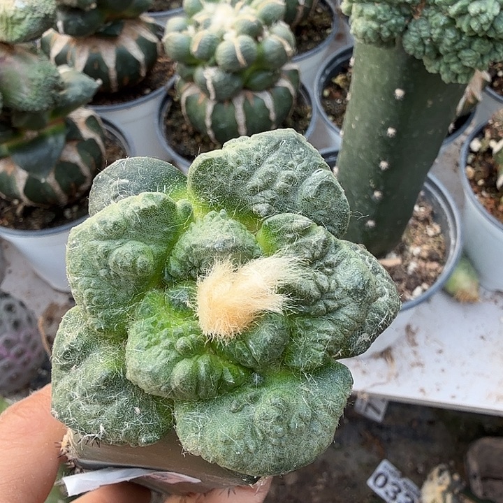 无花朵408大尤哥斯拉