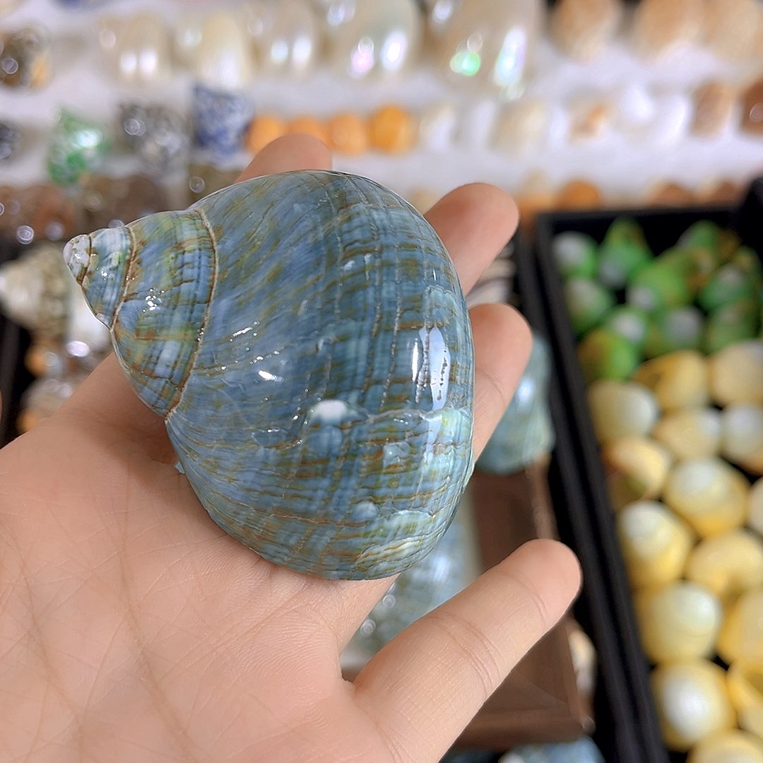 大理石磁石球*天然贝壳海螺批发零售