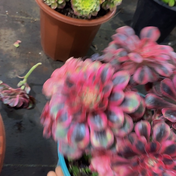 多肉植物福利809个