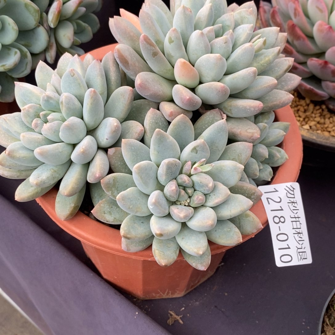 两单包邮1218-10奶糖