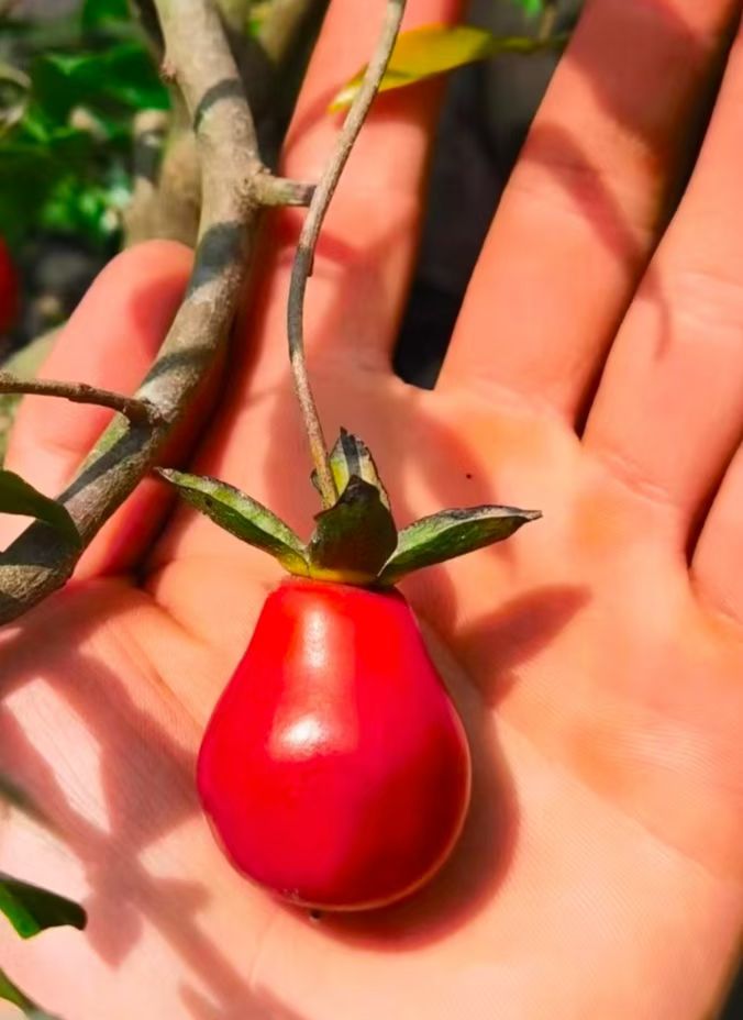 金弹子嫁接金丝葫芦10刀18芽