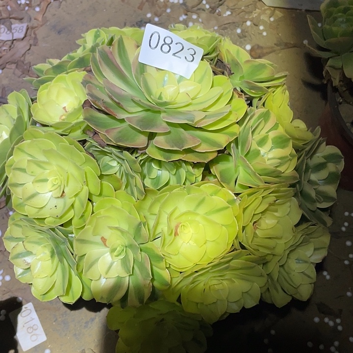 多肉植物法师823雨荷