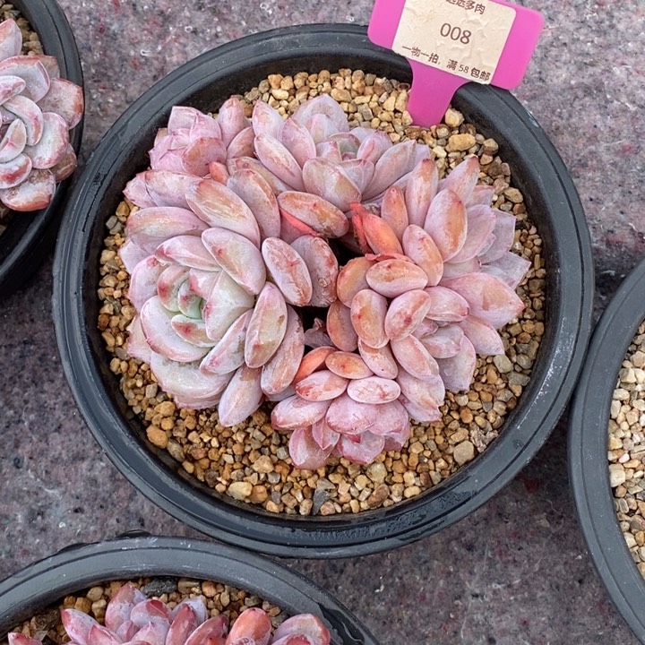 008星影肉肉肉肉肉肉