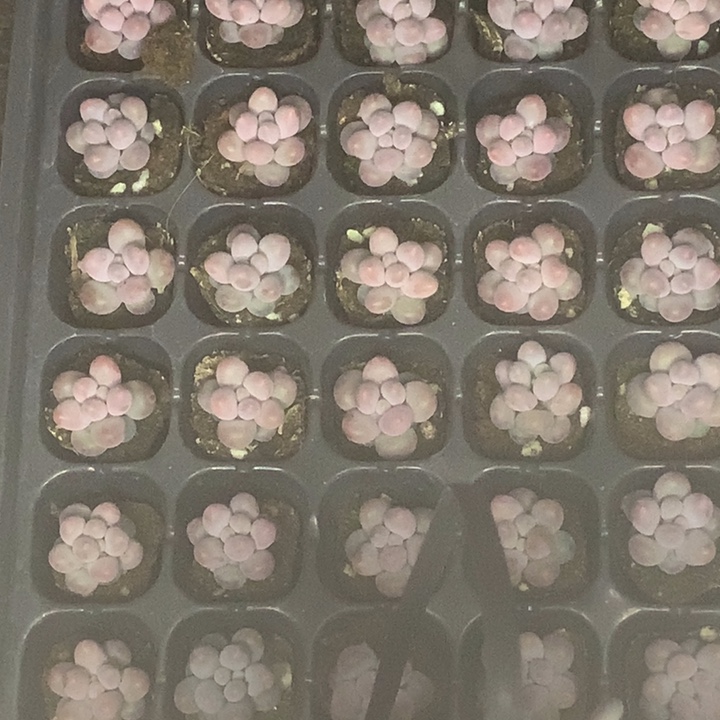 彩虹11颗。包邮。多肉