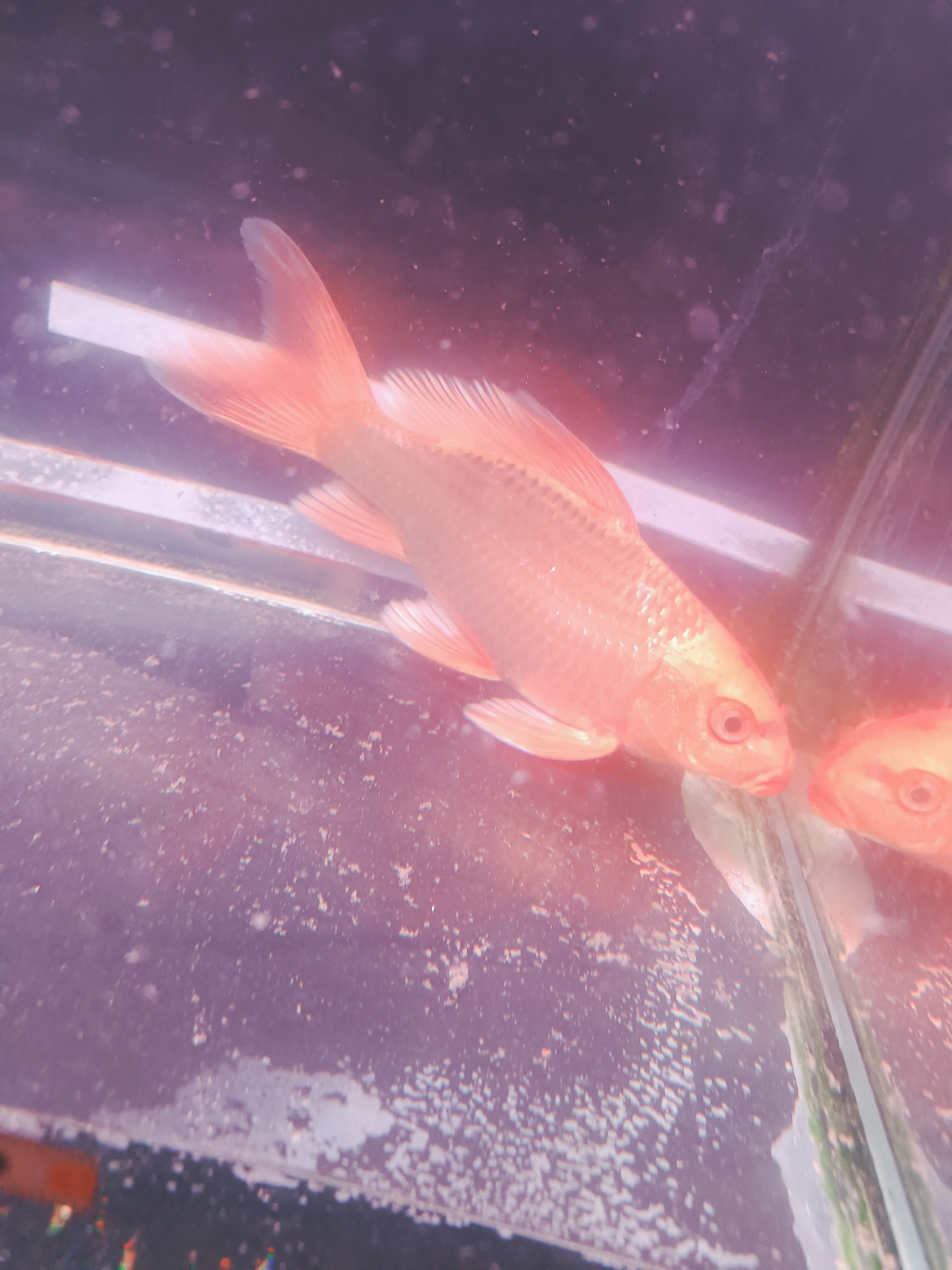 视频挑鱼，蝴蝶鲤精品