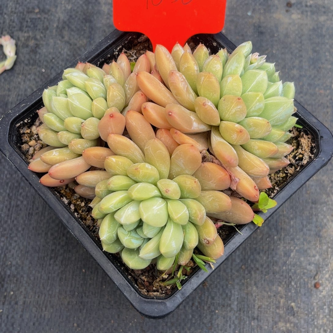 9050下午多肉植物群生
