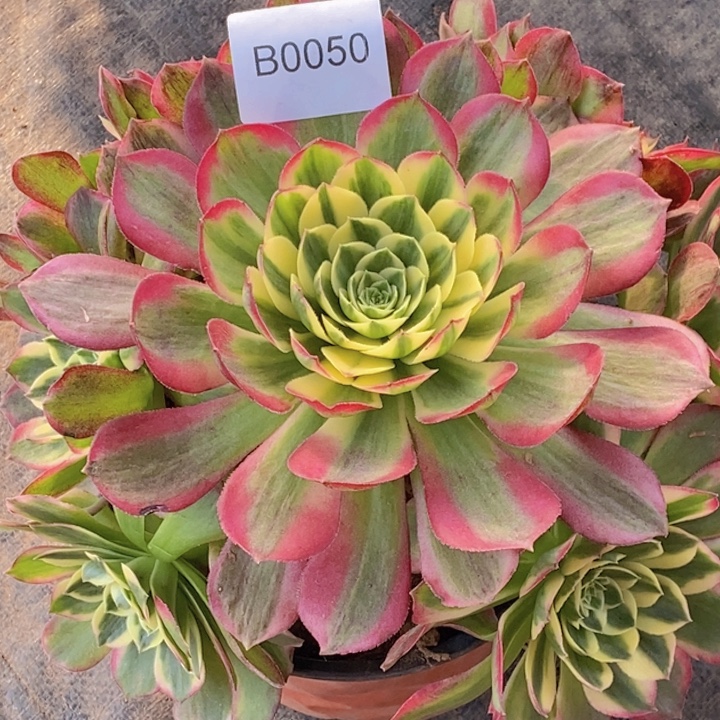 闪购法师1棵水蜜桃0050