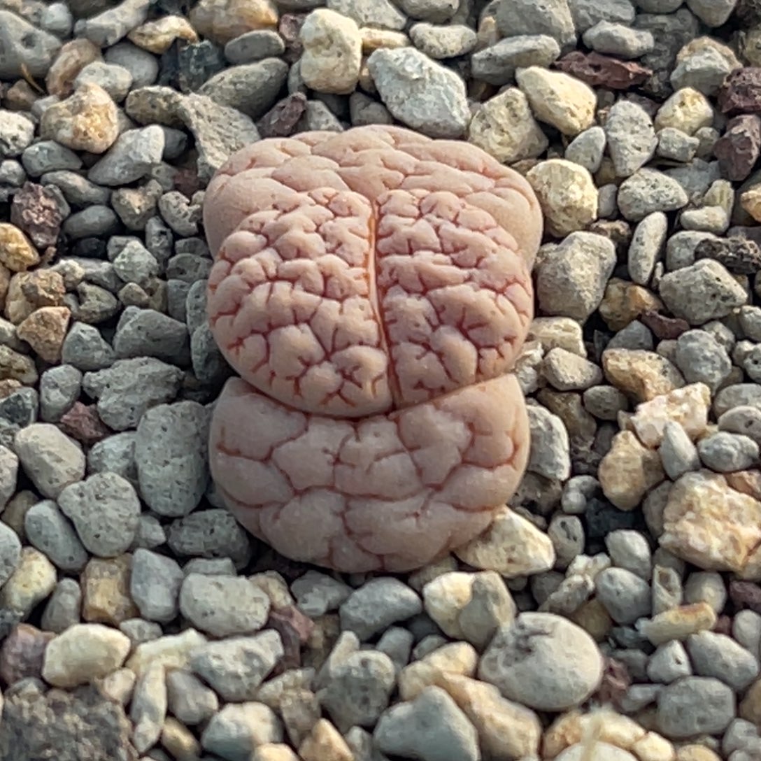 8705红纹凹凸蛙哥189一颗