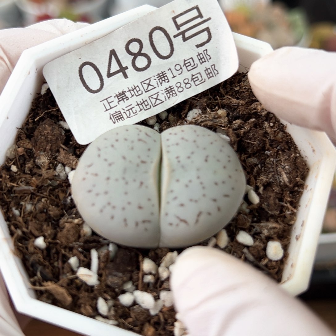 好养易活生石花大母本0480