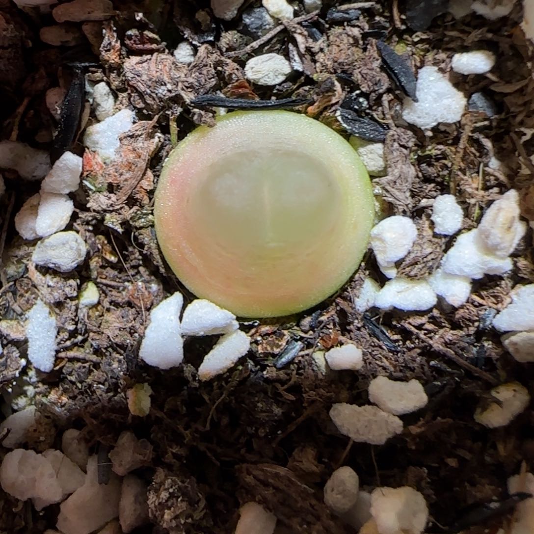 肉锥多肉植物百科-日式拉登739