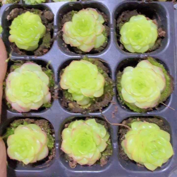 化水色蝴蝶麦秆九颗一组