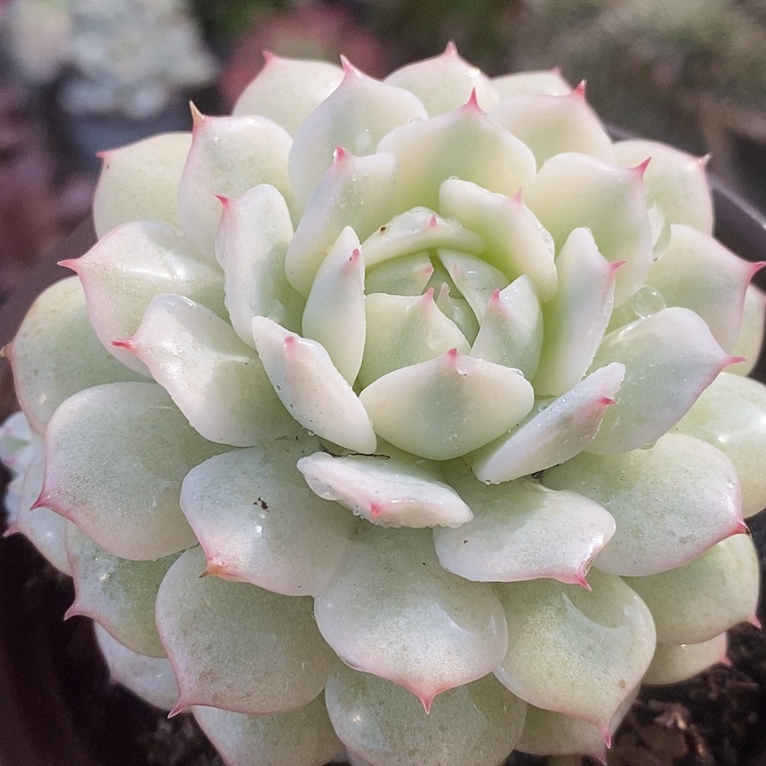 683静夜哈哈哈哈哈哈