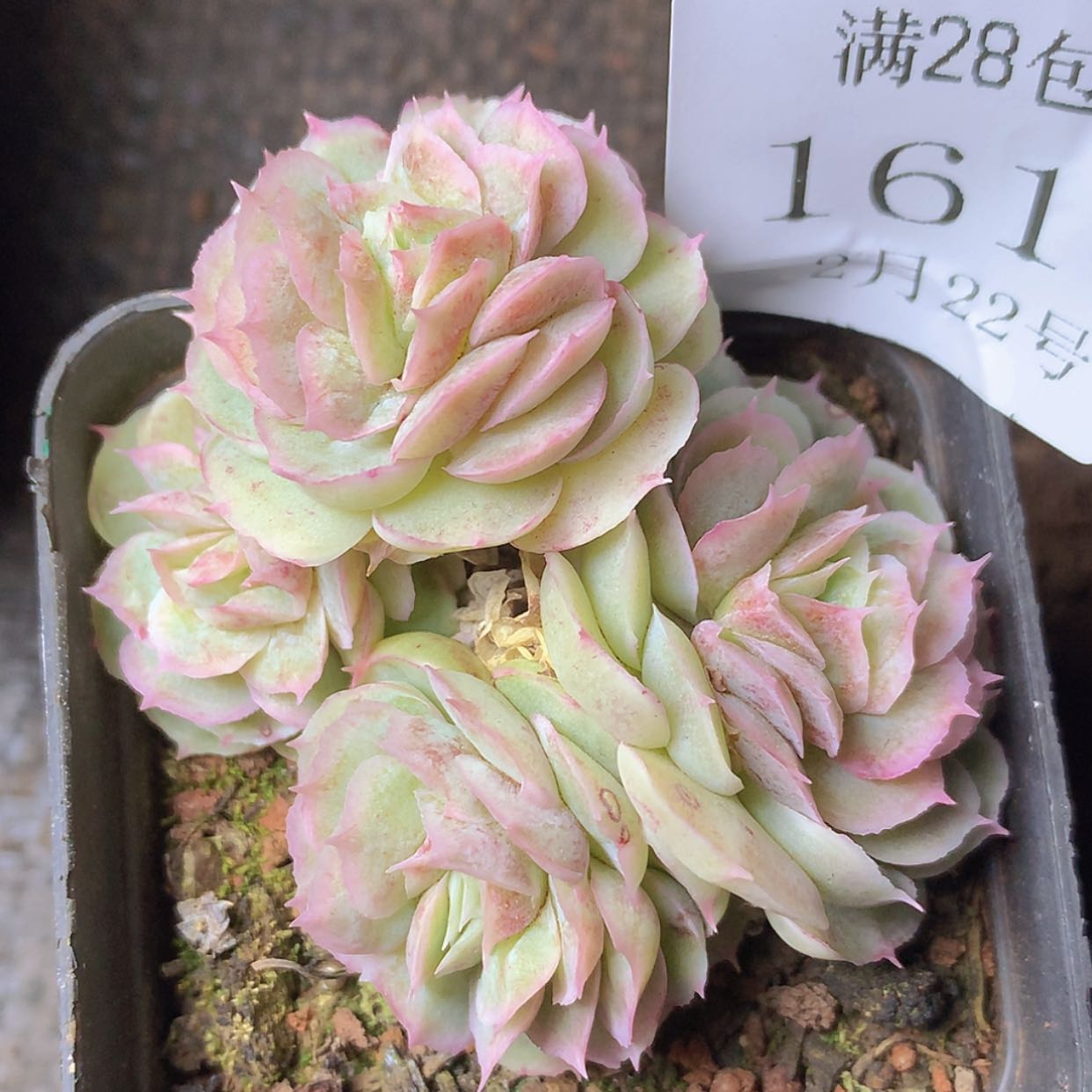 【闪购商品】云1619