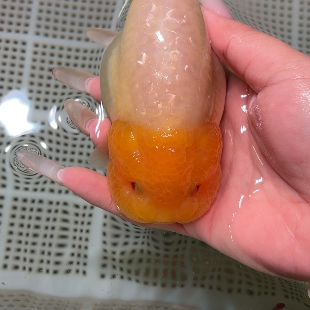 欣***欣金鱼拍包装包邮，不拍包装运费到付