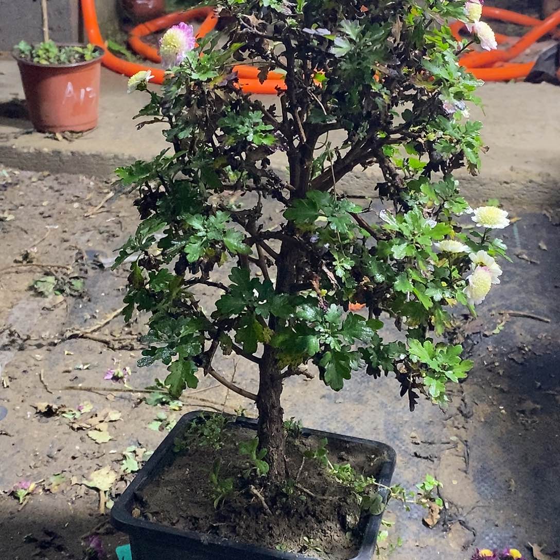 人***见完全开放菊花菊花森林人