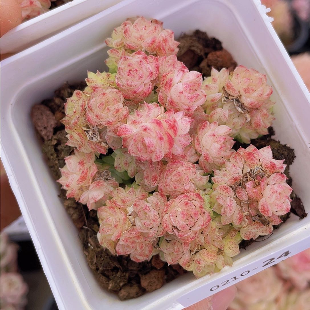 00000000000024量拍