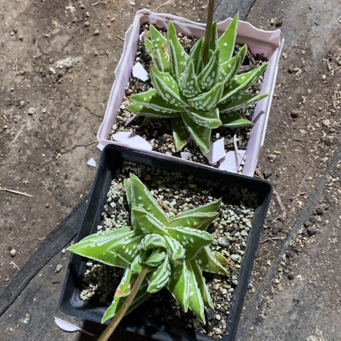 2643 一颗大天使之泪 点赞福利 